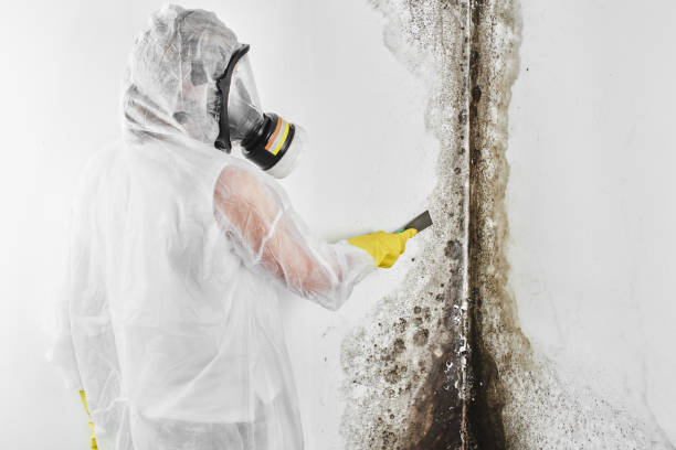 Best Water Damage & Mold Remediation  in USA