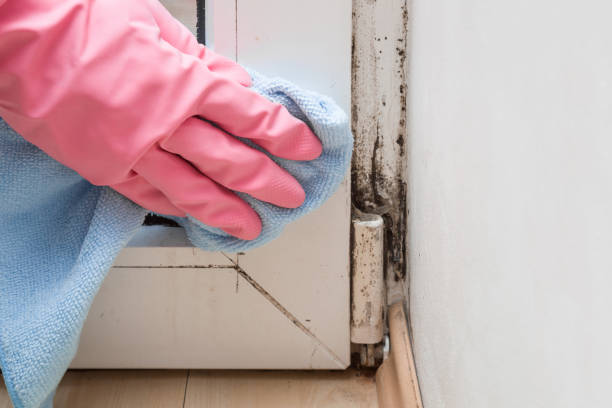 Best Residential Mold Inspection & Testing  in USA